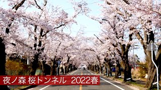 夜ノ森 桜トンネル 満開 桜の名所 2022年春 福島県双葉郡富岡町 Yonomori Sakura Tunnel stroll  Spring 2022 Tomioka Town Fukushima