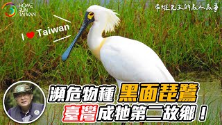 【鳥人鳥事：10月｜呆萌的候鳥大明星～黑面琵鷺！】