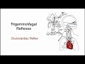 Oculocardiac Reflex During Rop Exams - Video abstract [ID 288043]