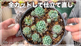 【多肉植物】徒長した多肉を仕立て直し【ガーデニング】