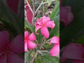 pink frangipani flowers bloom winter champa chafa चाफा plumeria