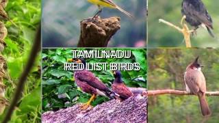 Tamilnadu RED LIST birds |NEW VIEW | product birds | தமிழ் நாட்டில் அழிந்து வரும் பறவைகள் |