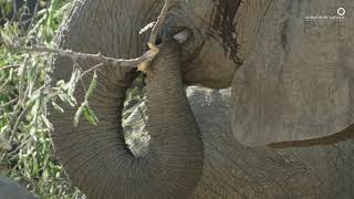 Safari Diaries: Elephant Destruction