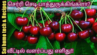 உண்மையான செர்ரி பழம் இதுதான்/Cherry fruit