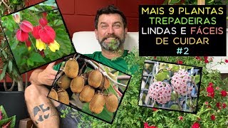 Mais 9 Plantas Trepadeiras Lindas e Fáceis de Cuidar #2