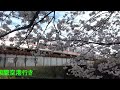 名鉄犬山線（2024年桜）【五条川橋梁（徳重・名古屋芸大駅ー大山寺駅間）列車通過風景】