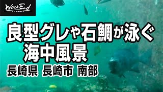 【水中映像】良型グレや石鯛が泳ぐ海中風景 長崎県 長崎市 南部【癒し】【BGV】