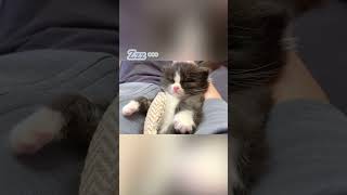 人間に育てられた子猫の寝方がこちら… #shorts