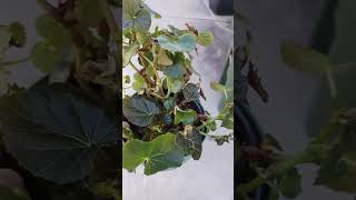 Simple Thrips Treatment | Treating Thrips on House Plants (read description)