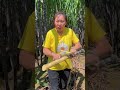 test cut black sugarcane from farmer guangxi black sugarcane sugarcane agriculture farming