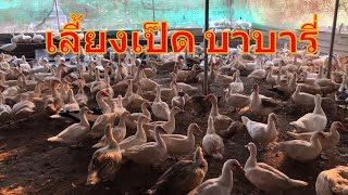 เลี้ยงเป็ดบาบารี่ เป็ดเนื้อขุน60-75วันขาย ส่งออก สูตรอาหารเป็ดบาบารี่ |ลุงต๋อม เกษตรผสมผสานบ้านทุ่ง