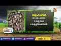 వరిలో ఎలుకలను నివారించే పద్ధతులు rat damage control in paddy cultivation matti manishi 10tv