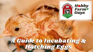 All About Incubating Eggs