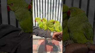 টিয়া পাখির দাম #parrot #birds #mirpur_1_pakhir_hat #shorts