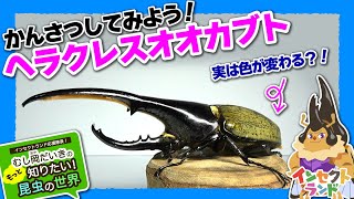 ヘラクレスオオカブトをかんさつしてみよう！【13限目/むし岡だいきのもっと知りたい昆虫の世界】