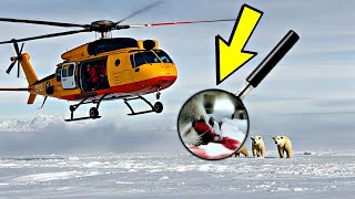 Polar Bear Rescue: A Heartbreaking Injury