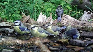 Blaumeisen-Familie, Kohlmeise, Feldsperling baden. Eifel / Dohr