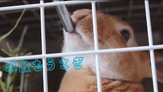 ひたすら水を飲むうさぎ空【ミニレッキス】-Rabbit Drinking Water.