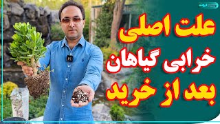 چرا از گلخونه گل و گیاه میاریم تو خونه، زود خراب میشه؟؟