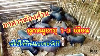 อาหารต้องห้าม!!ลูกหมูอายุ 1-3 เดือน #ป้าแอ๋วแชร์แบ่งปันเลี้ยงหมูป่าลูกผสม🙏👆ขอบคุณมากค่ะติดตามเด้อจ้า