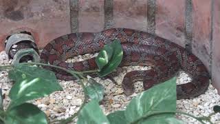 アカダイショウ　爬虫類館　仙台市八木山動物公園にて　00240