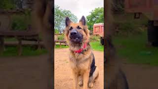 Ek Takle ko dekha toh aisa laga 😂😂 funny dog comedy | #shorts | Akash comedy