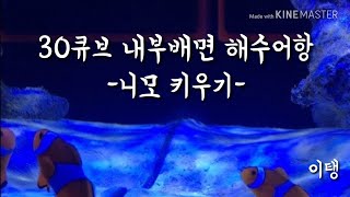 니모키우기 - 30큐브 내부배면섬프 (해수어항)