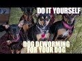 Do it yourself deworming for your dog Do it yourself deworming for your dog