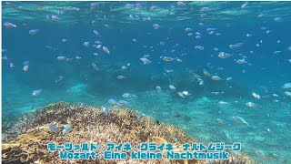 ４ｋ 「スズメダイ」「Damselfish」【4k 水中 UNDERWATER】【宮古島　海　サンゴ　魚　シュノーケリング　水族館　観光　移住】