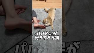 パパの足に夢中な猫が可愛すぎる🐱#猫#猫動画#癒し#cat#subscribe#shorts#catlover #ねこのいる生活