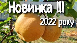 Груша Шінко / Pear Shinko / Серія азіатських груш