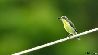 தேன் சிட்டு   SUN BIRD