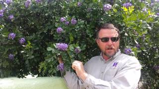 Civano Nusery Texas Mountain Laurel