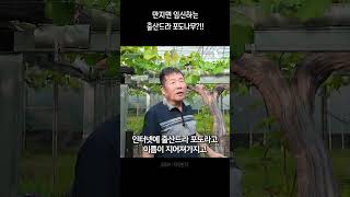 만지면 임신하는 한 그루 4500송이 출산드라 포도나무?!