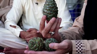 Pine nuts’ cones seller in Khost, a cone at 15 AFN / فروش غوزه های جلغوزه در ولایت خوست