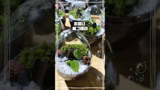 귀여운 계란모양 초미니 테라리움  #테라리움 #테라리움만들기 #terrarium