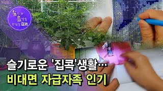 [뉴음때] 슬기로운 '집콕'생활…비대면 자급자족 인기 / 서울 현대HCN