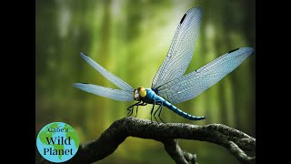 Meganeura: The largest flying insect