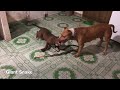 2 brave pitbull dogs fight venomous snakes to save owners