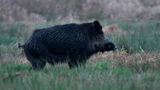 Był bardzo blisko piękny duży odyniec przebiega obok mnie big wild boar