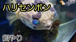 ハリセンボンの餌やり！【ハリセンボン水槽】