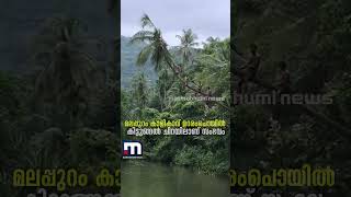 പുഴയിൽ ചാടാൻ റെഡിയായി യുവാക്കൾ; പക്ഷെ 'ചാടിയത്' തെങ്ങ്! വൈറൽ ദൃശ്യങ്ങൾ..