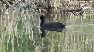 池を泳ぐオオバン Black coot