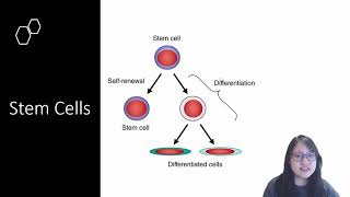 Chapter 5.2b - Stem Cells | Cambridge A-Level 9700 Biology