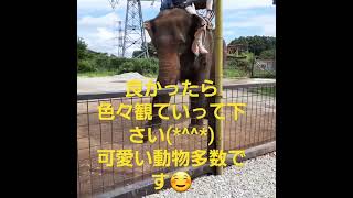 象のおやつ　動物園