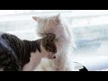 고양이 순화의 정석 사나운 야생묘 파트라의 변화 socializing a scared cat