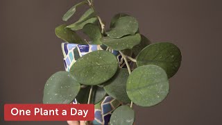 Hoya obovata Houseplant Care — 135 of 365