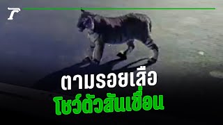 ตามรอยพี่เสือ! โผล่โชว์ตัวสันเขื่อนศรีนครินทร์ สั่งเฝ้าระวัง | คลิปเด็ดโซเชียล | Thairath Online