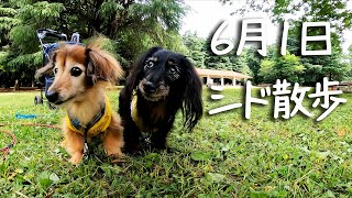 【17歳と14歳老犬カニンヘンダックスVlog】体調良さそうで久しぶりにパワーもらいに公園行きました。お友達にも偶然会いました。