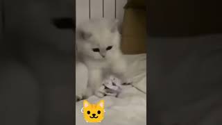 Cute and Funny Cat  Video  shorts 😹😹